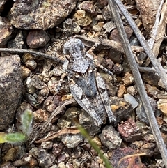 Pycnostictus seriatus at Denman Prospect, ACT - 2 Oct 2024