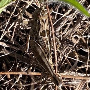 Perunga ochracea at Denman Prospect, ACT - 2 Oct 2024 01:28 PM