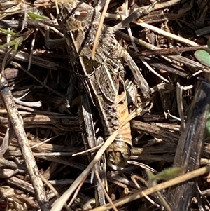 Perunga ochracea at Denman Prospect, ACT - 2 Oct 2024 01:28 PM