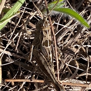 Perunga ochracea at Denman Prospect, ACT - 2 Oct 2024 01:28 PM