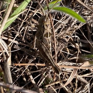 Perunga ochracea at Denman Prospect, ACT - 2 Oct 2024 01:28 PM