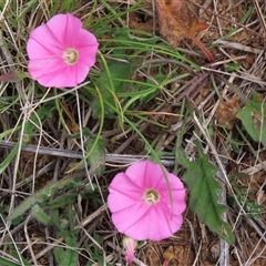 Convolvulus angustissimus subsp. angustissimus (Australian Bindweed) at Harrison, ACT - 2 Oct 2024 by AndyRoo