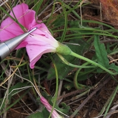 Convolvulus angustissimus subsp. angustissimus at Harrison, ACT - 2 Oct 2024 12:29 PM