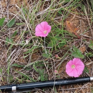 Convolvulus angustissimus subsp. angustissimus at Harrison, ACT - 2 Oct 2024 12:29 PM