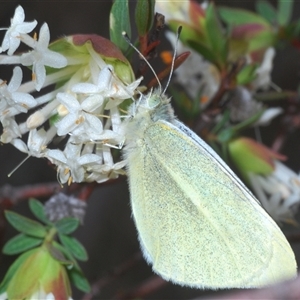 Pieris rapae at Acton, ACT - 29 Sep 2024