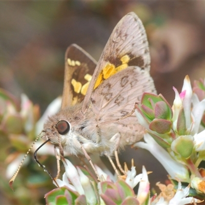 Trapezites phigalioides (Montane Ochre) at Theodore, ACT - 2 Oct 2024 by Harrisi