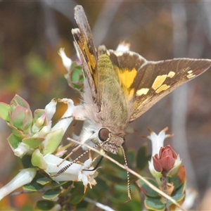 Trapezites phigalioides at Theodore, ACT - 2 Oct 2024