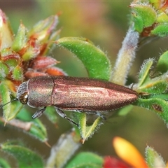 Melobasis propinqua (Propinqua jewel beetle) at Theodore, ACT - 2 Oct 2024 by Harrisi