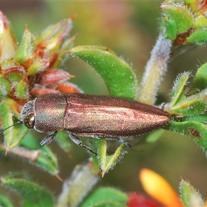 Melobasis propinqua at Theodore, ACT - 2 Oct 2024