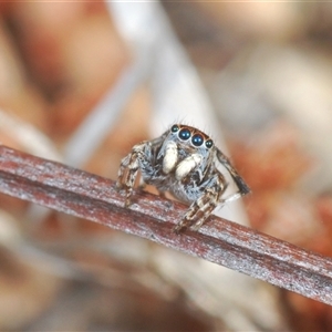 Maratus chrysomelas at Theodore, ACT - 2 Oct 2024