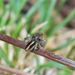 Maratus chrysomelas at Theodore, ACT - 2 Oct 2024 01:48 PM