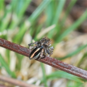 Maratus chrysomelas at Theodore, ACT - 2 Oct 2024 01:48 PM