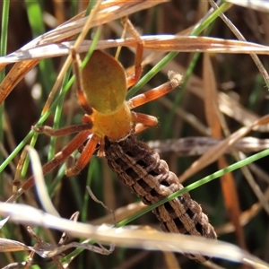 Neosparassus patellatus at Dry Plain, NSW - 22 Sep 2024