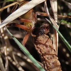 Neosparassus patellatus at Dry Plain, NSW - 22 Sep 2024