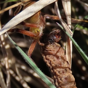 Neosparassus patellatus at Dry Plain, NSW - 22 Sep 2024