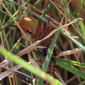 Neosparassus patellatus at Dry Plain, NSW - 22 Sep 2024