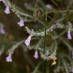 Eremophila subangustifolia (Narrow-leaf Eremophila) at Warradarge, WA - 10 Oct 2022 by MichaelBedingfield