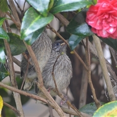 Anthochaera chrysoptera (Little Wattlebird) at Jamberoo, NSW - 2 Oct 2024 by plants