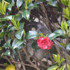 Anthochaera chrysoptera at Jamberoo, NSW - 2 Oct 2024