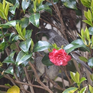 Anthochaera chrysoptera at Jamberoo, NSW - 2 Oct 2024