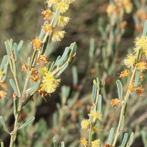 Acacia flexifolia at Wodonga, VIC - 31 Aug 2024