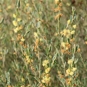 Acacia flexifolia at Wodonga, VIC - 31 Aug 2024