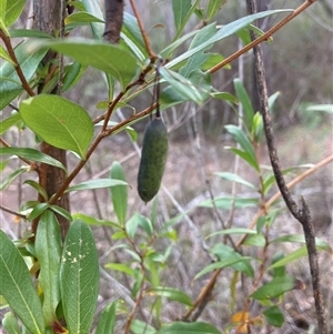 Billardiera heterophylla at Reid, ACT - 2 Oct 2024