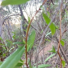 Billardiera heterophylla at Reid, ACT - 2 Oct 2024