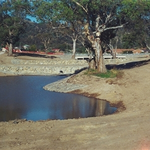 Eucalyptus blakelyi at Conder, ACT - 26 Apr 2002