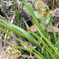 Luzula meridionalis (Common Woodrush) at Windellama, NSW - 2 Oct 2024 by JaneR