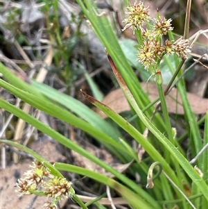 Luzula meridionalis at Windellama, NSW - 2 Oct 2024