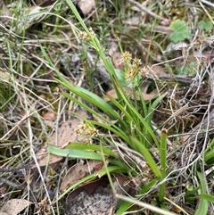 Luzula meridionalis at Windellama, NSW - 2 Oct 2024