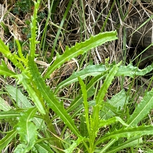 Senecio diaschides at Windellama, NSW - 2 Oct 2024 01:20 PM