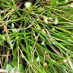 Isolepis (genus) (Club-rush) at Windellama, NSW - 2 Oct 2024 by JaneR