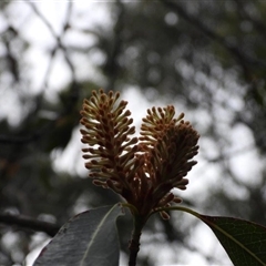 Xylomelum pyriforme (Woody Pear) at Oakdale, NSW - 2 Oct 2024 by bufferzone