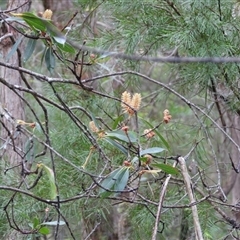 Xylomelum pyriforme at Oakdale, NSW - suppressed