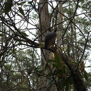 Xylomelum pyriforme at Oakdale, NSW - suppressed