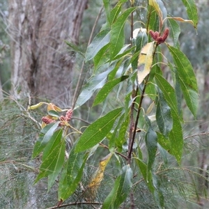 Xylomelum pyriforme at Oakdale, NSW - suppressed