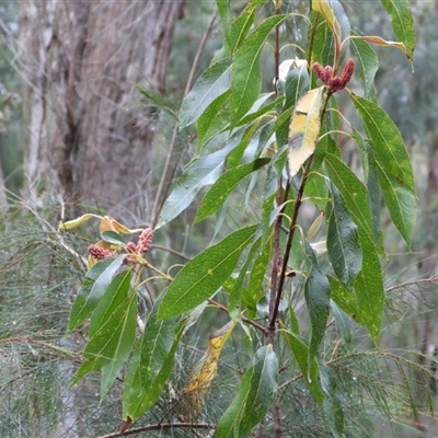 Xylomelum pyriforme (Woody Pear) at Oakdale, NSW - 2 Oct 2024 by bufferzone