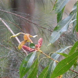 Xylomelum pyriforme at Oakdale, NSW - suppressed