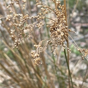 Juncus alexandri subsp. alexandri at Windellama, NSW - 2 Oct 2024