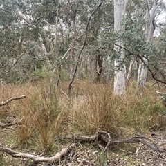 Juncus alexandri subsp. alexandri at Windellama, NSW - 2 Oct 2024 02:20 PM