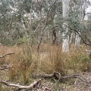 Juncus alexandri subsp. alexandri at Windellama, NSW - 2 Oct 2024