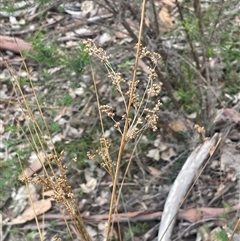 Juncus alexandri subsp. alexandri at Windellama, NSW - 2 Oct 2024