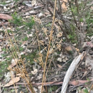 Juncus alexandri subsp. alexandri at Windellama, NSW - 2 Oct 2024