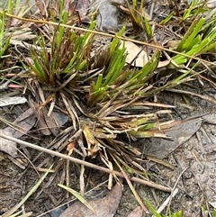 Juncus fockei (A Rush) at Windellama, NSW - 2 Oct 2024 by JaneR