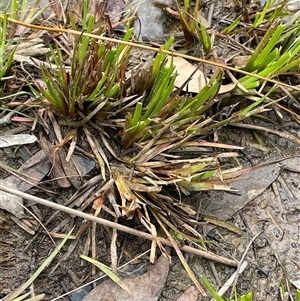 Juncus fockei at Windellama, NSW - 2 Oct 2024