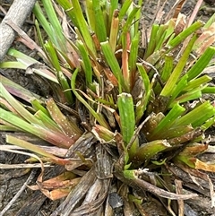 Juncus fockei at Windellama, NSW - 2 Oct 2024