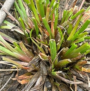 Juncus fockei at Windellama, NSW - 2 Oct 2024