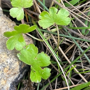 Hydrocotyle sibthorpioides at Windellama, NSW - 2 Oct 2024